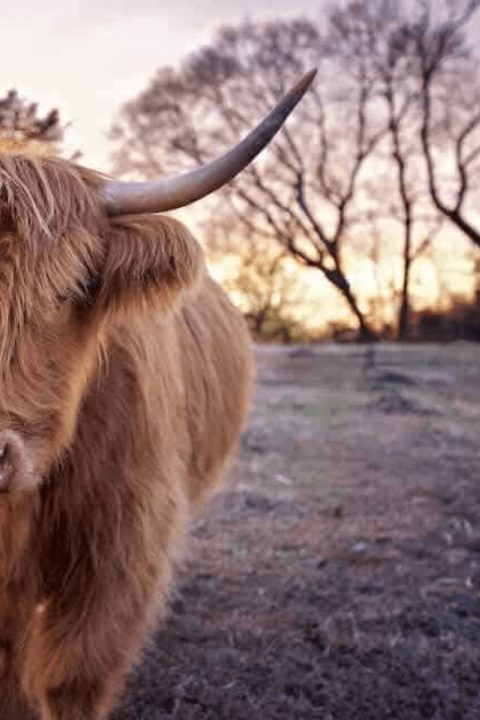 A Highland cow in golden evening light at Cedar Pond Farms
