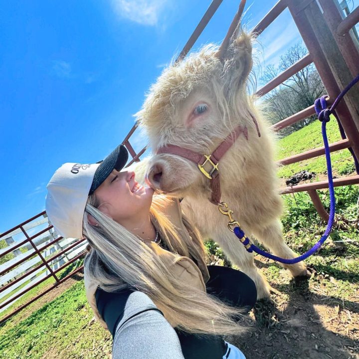 Blondie, a golden Scottish Highland cow