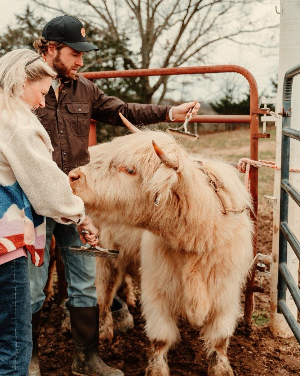 Guests hand-feeding fluffy Highland cows