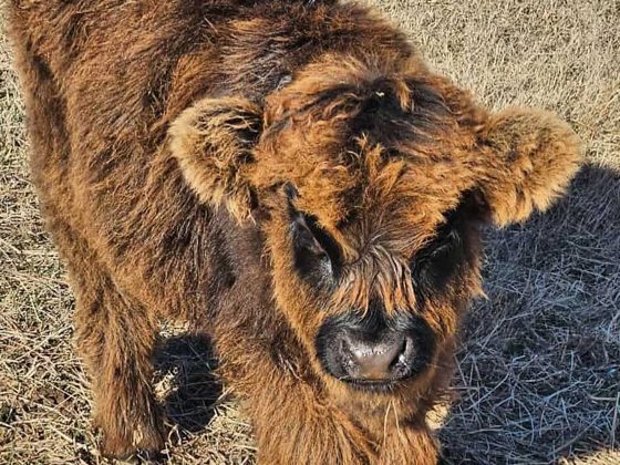 Carmella, a fluffy chocolate Highland calf, looking up at the camera