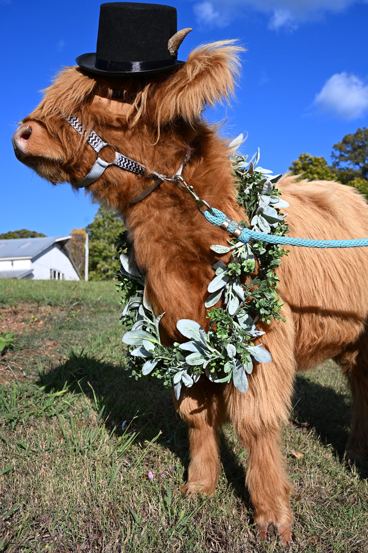 A fluffy Scottish Highland cow in a greenery garland and a little top hat, dressed for a wedding